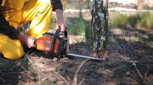 Reliable Golden Beach, MD Tree Removal Solutions