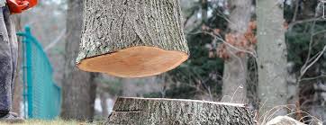 Best Tree Maintenance Programs  in Golden Beach, MD