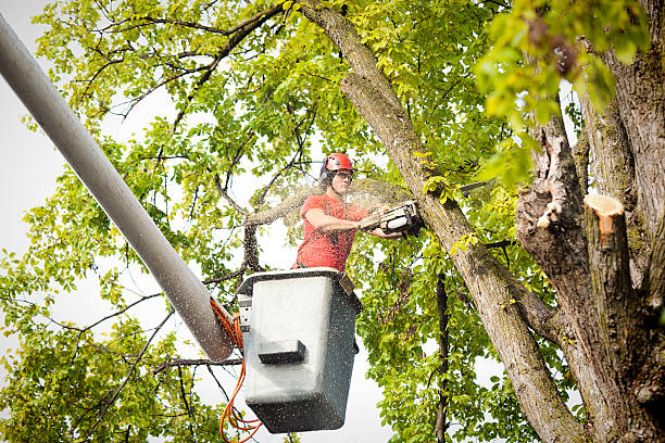Best Leaf Removal  in Golden Beach, MD