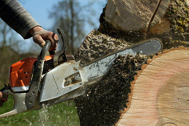 Best Commercial Tree Services  in Golden Beach, MD